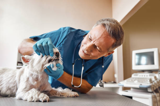Best Emergency Root Canal Treatment in Ocean Pines, MD